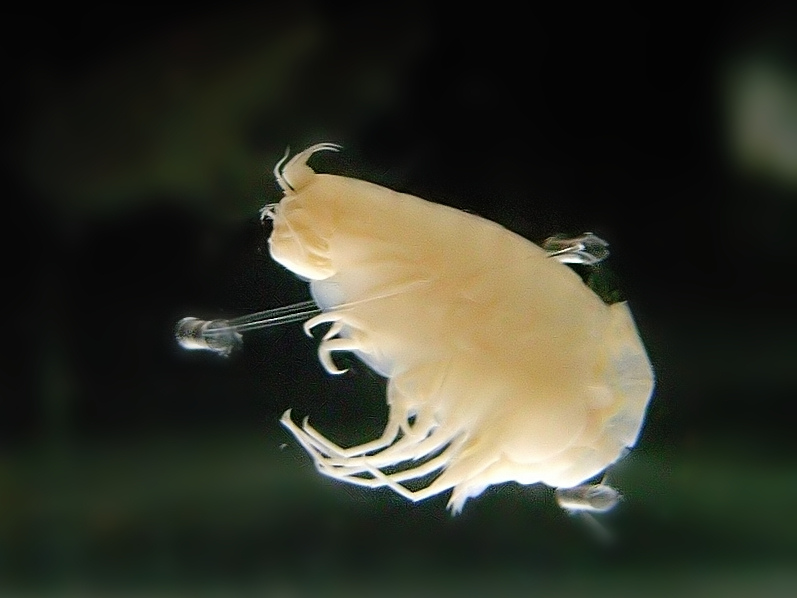 Animals from the hadal zone. A specimen of the hadal amphipod, Hirondellea gigas.