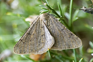 <i>Isturgia miniosaria</i> Species of moth