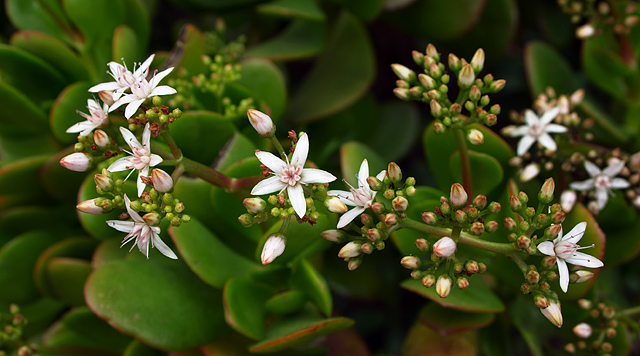 File:Jade plant flowers.jpg