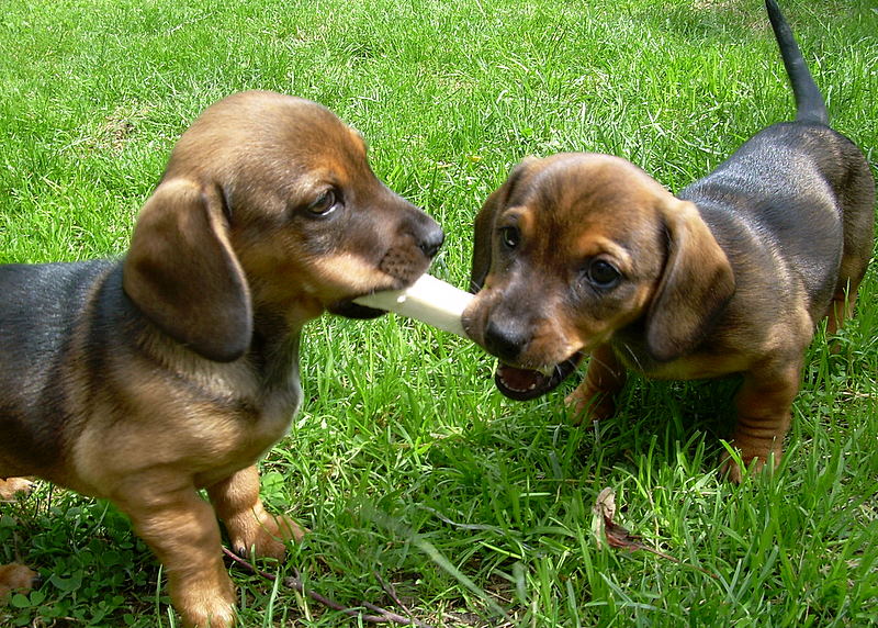 File:Jamnik Dachshund puppies.jpg