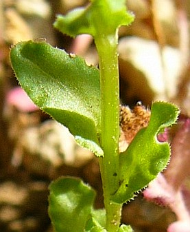 File:Legousia hybrida B.jpg