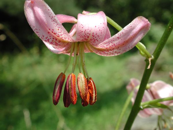 File:Lilium sp. (flower).jpg