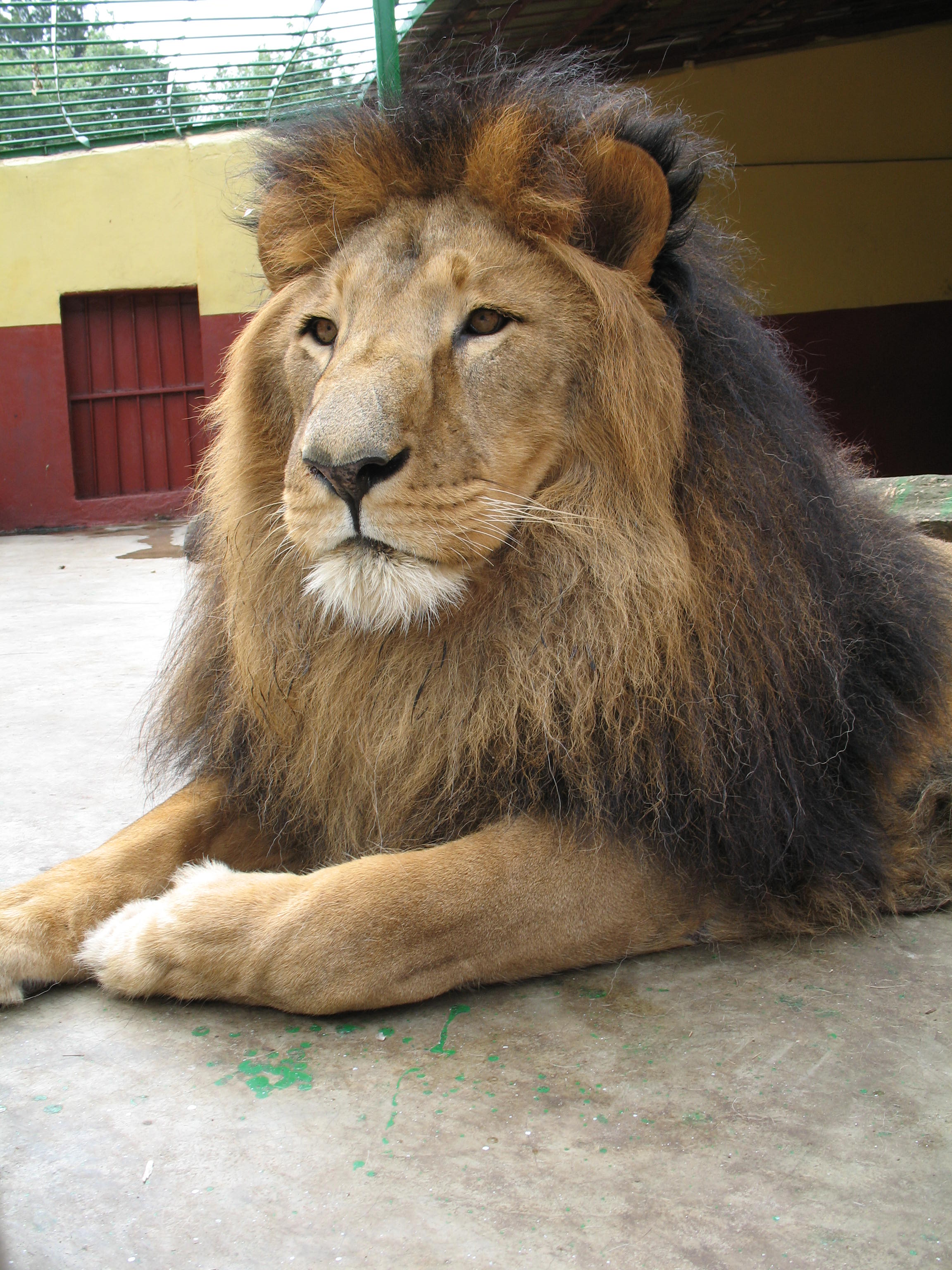 Panthera leo abyssinica - Wikipedia, la enciclopedia libre