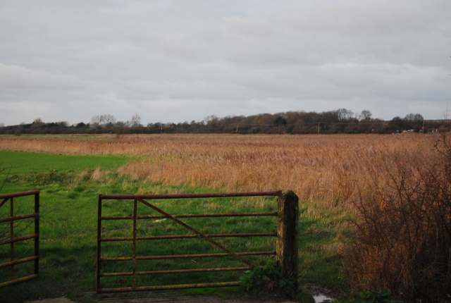 File:Looking over a gate off Marsh Farm Rd to Reed beds, Minster Marshes - geograph.org.uk - 1621749.jpg