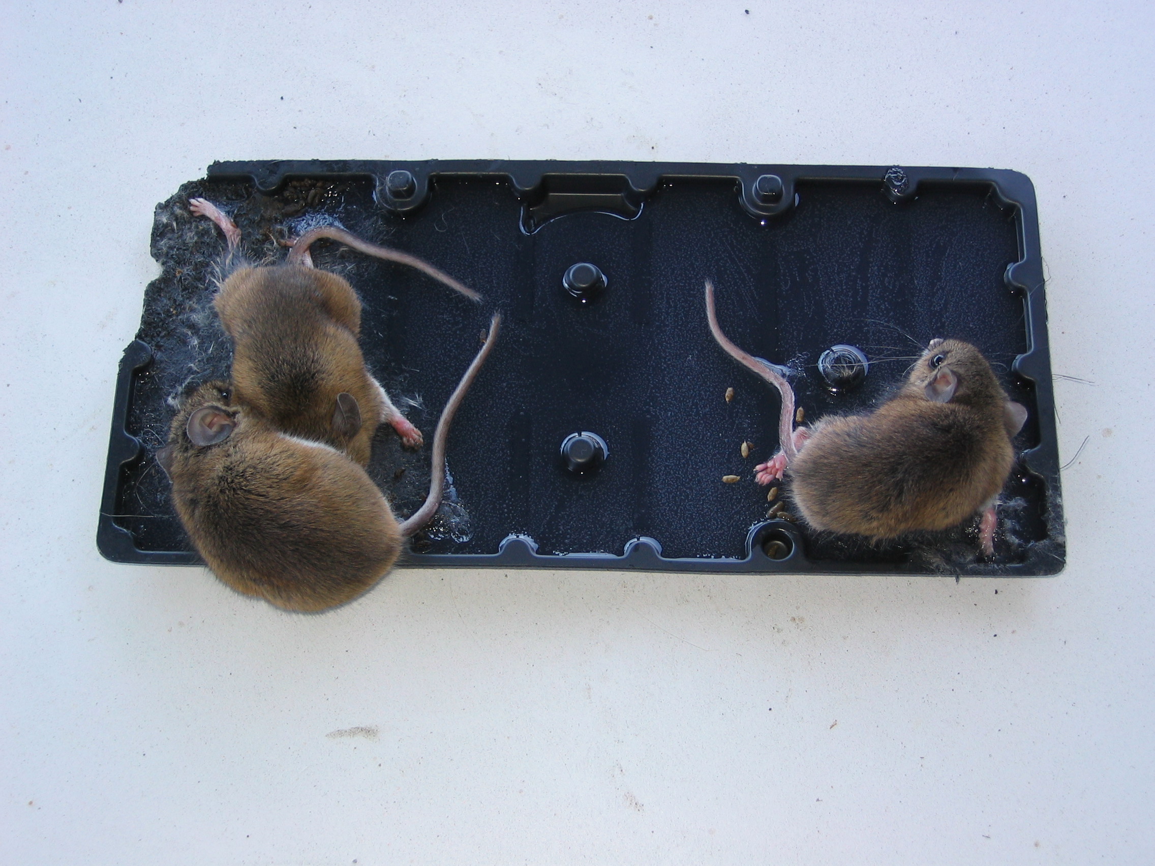 Datei Mice On A Glue Trap Jpg Wikipedia