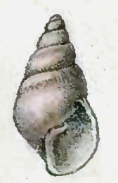 Odostomia pallida