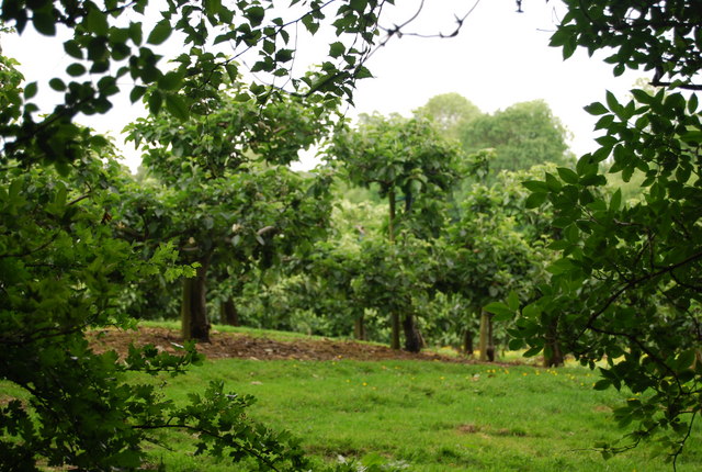 Orchard, One Tree Hill - geograph.org.uk - 1970181