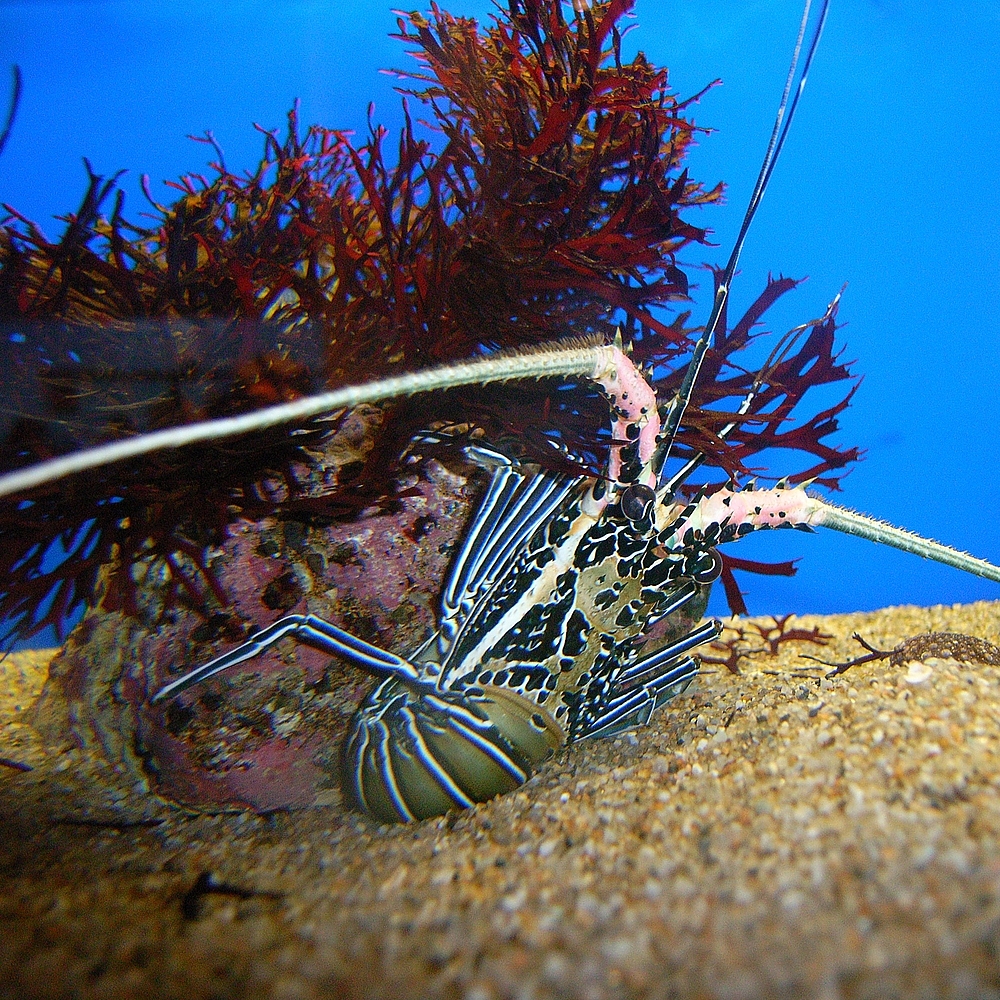 pink coral crayfish