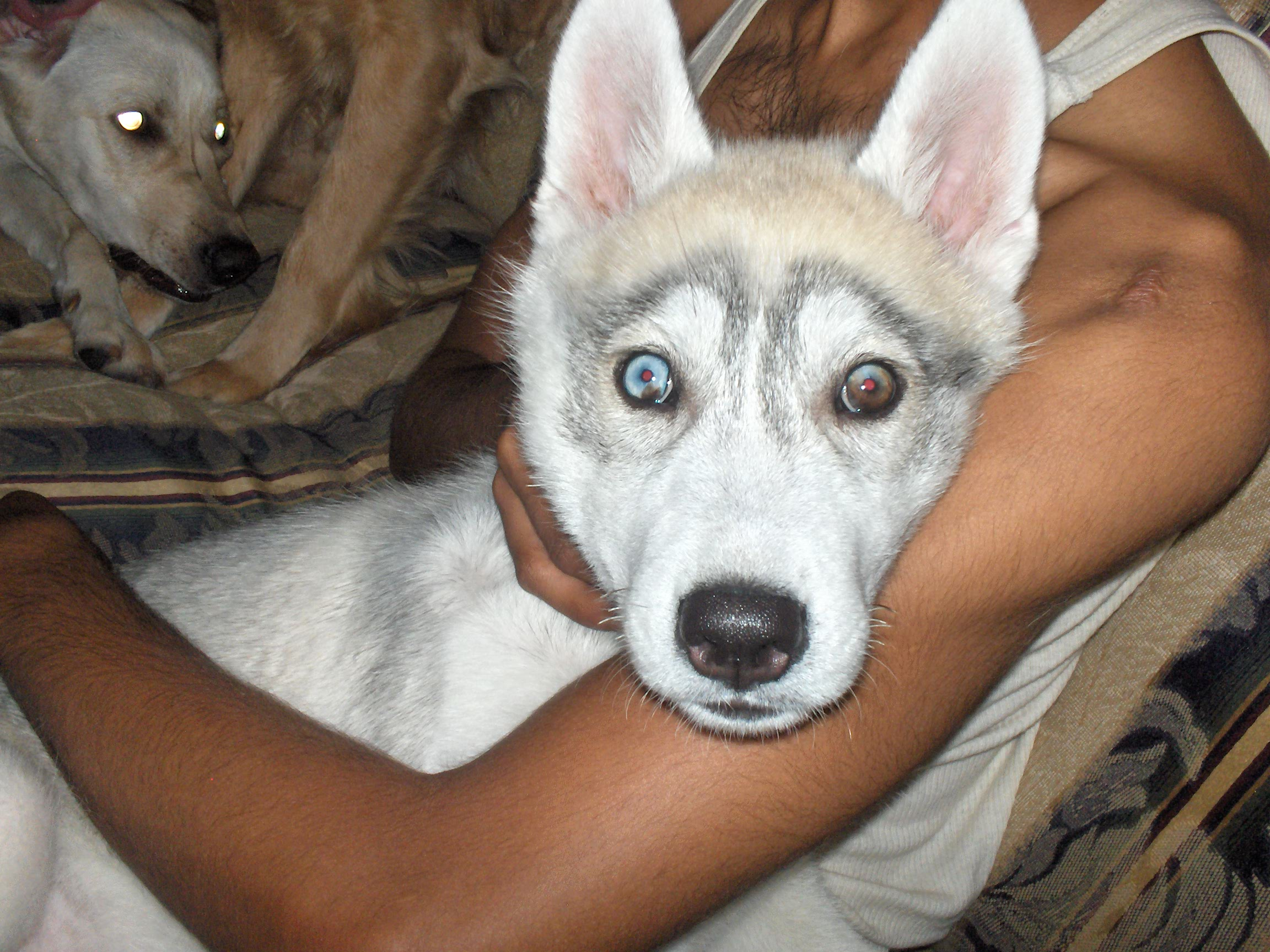 what color eyes do husky dogs have