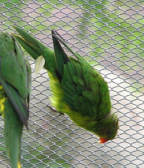 File:PerfectLorikeet.jpg