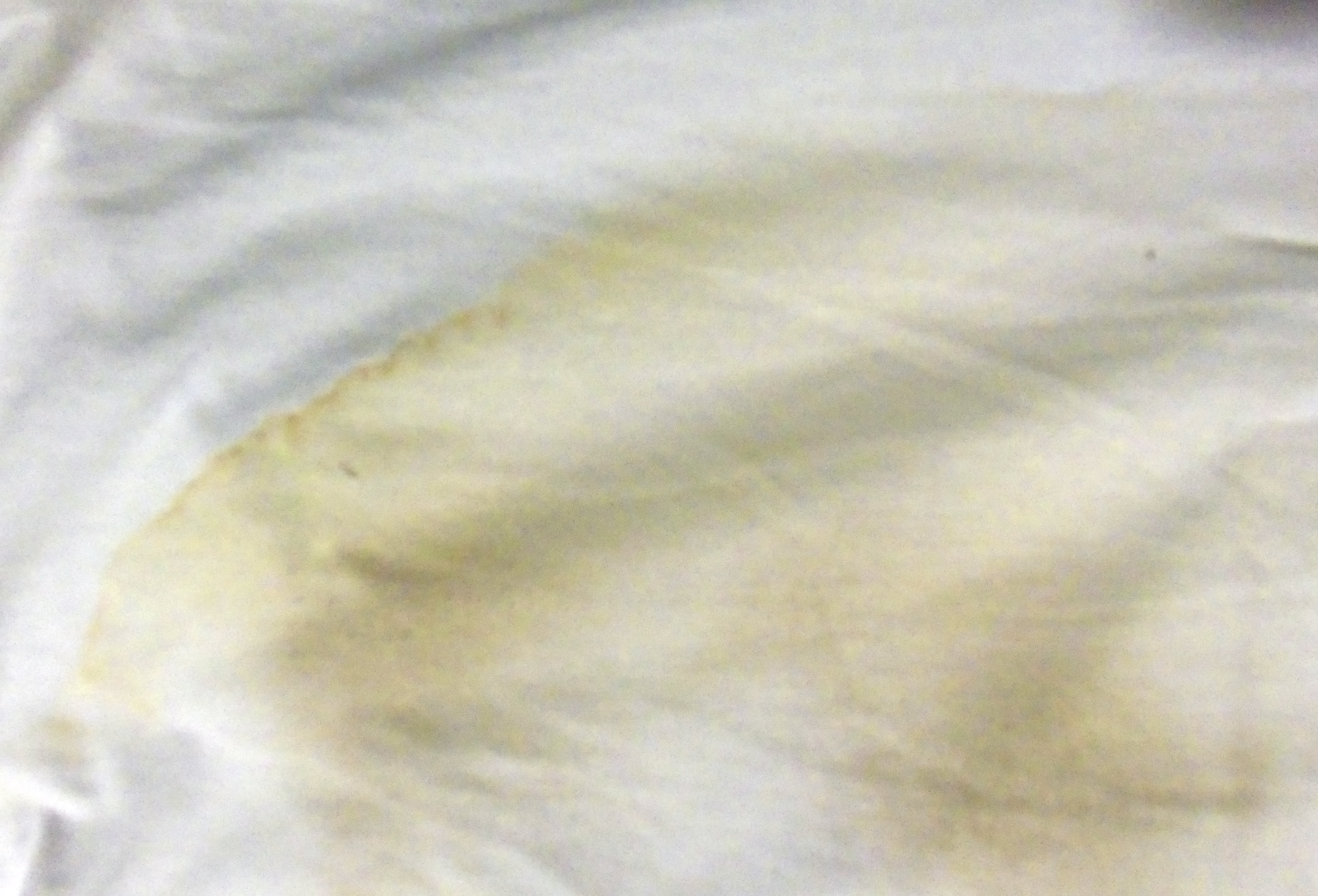 https://upload.wikimedia.org/wikipedia/commons/e/e2/Perspiration_stain_on_white_cotton_T-shirt.jpg