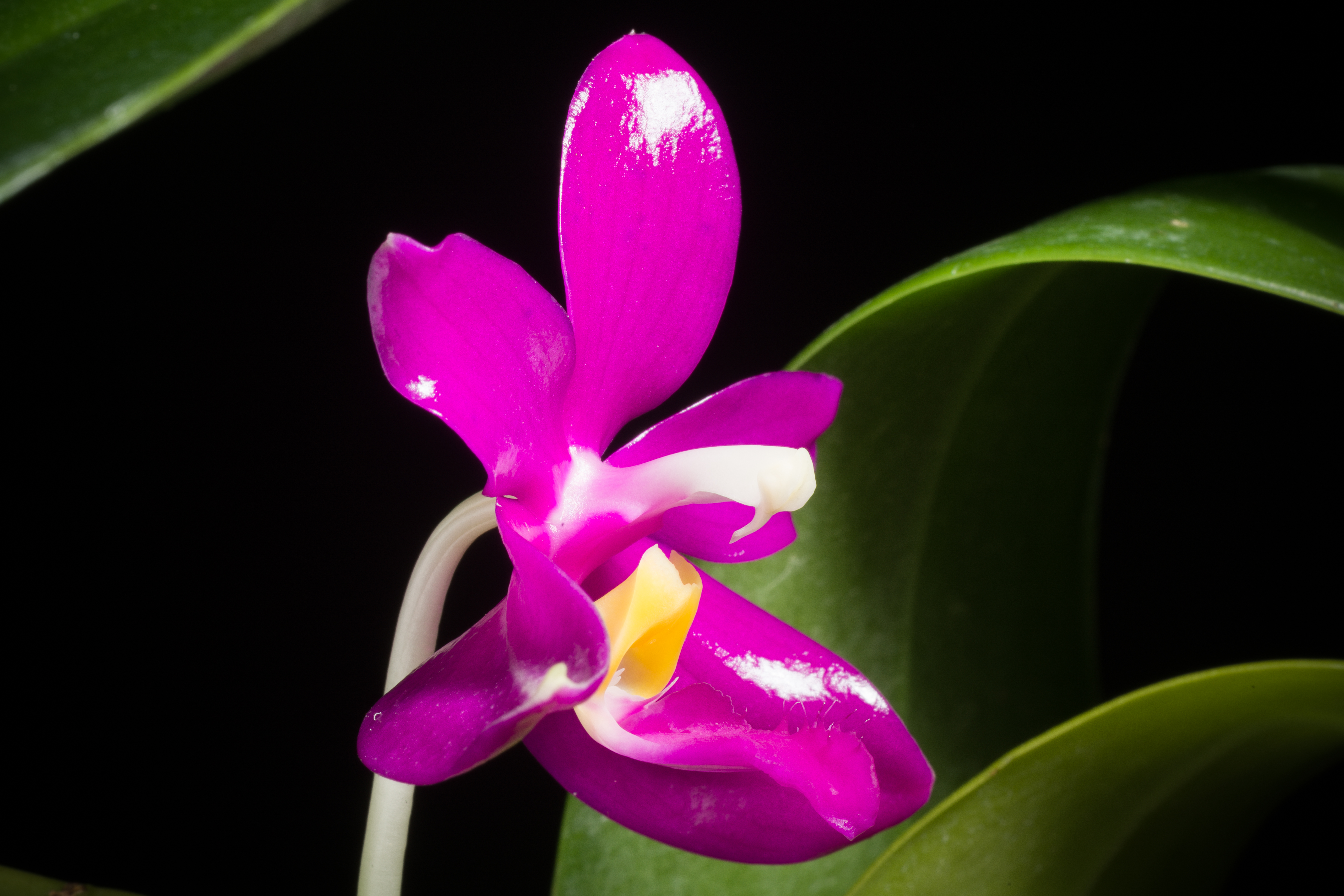 Орхидея Андорра
