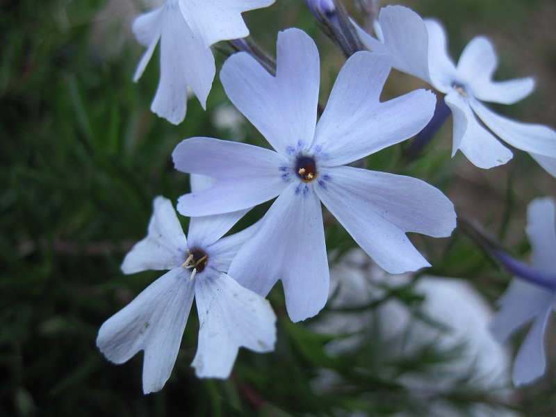 File:Phlox-emerald blue.jpg