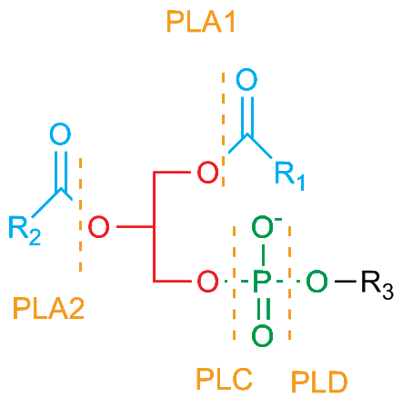 Enzymes that hydrolyze phophoglycerides at specific locations. Involved in digestion of phospholipids, membrane remodeling, active metabolites


Notice it leaves the glycerol skeleton with the Os