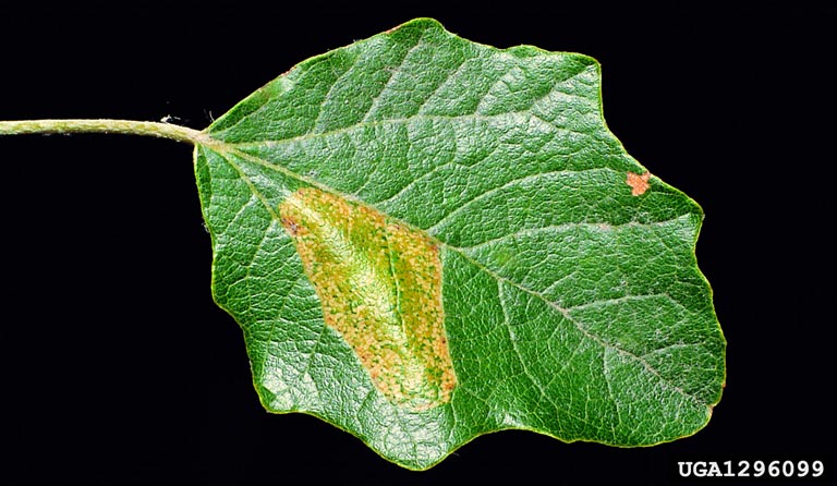 File:Phyllonorycter comparella.jpg