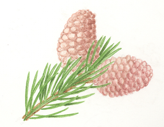 File:Picea abies cones illustration.jpg