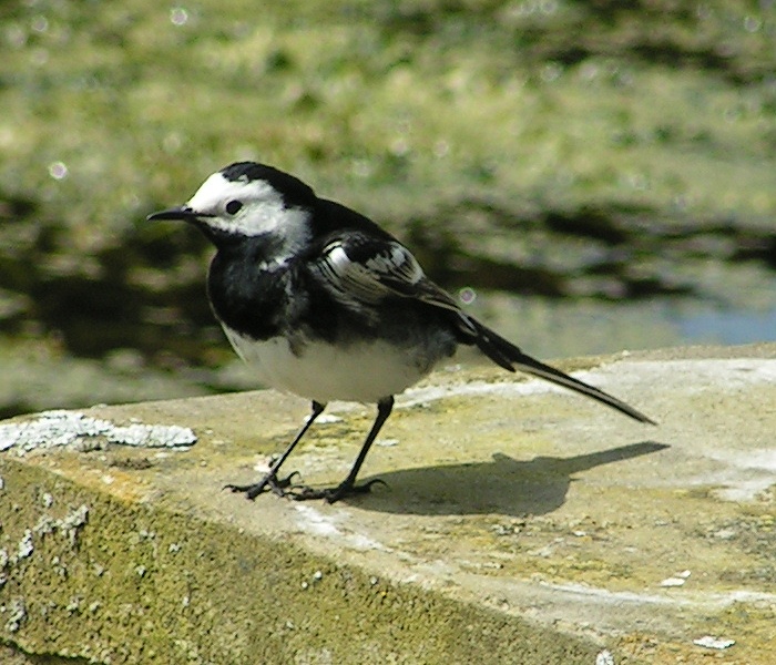 File:Pied Wagtail front view 700.jpg