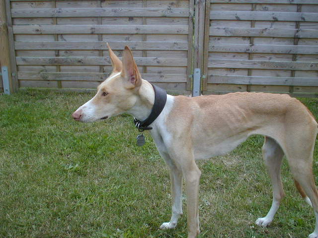 File:Podenco Canario 1.jpg