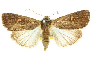 <i>Proteuxoa nuna</i> Species of moth