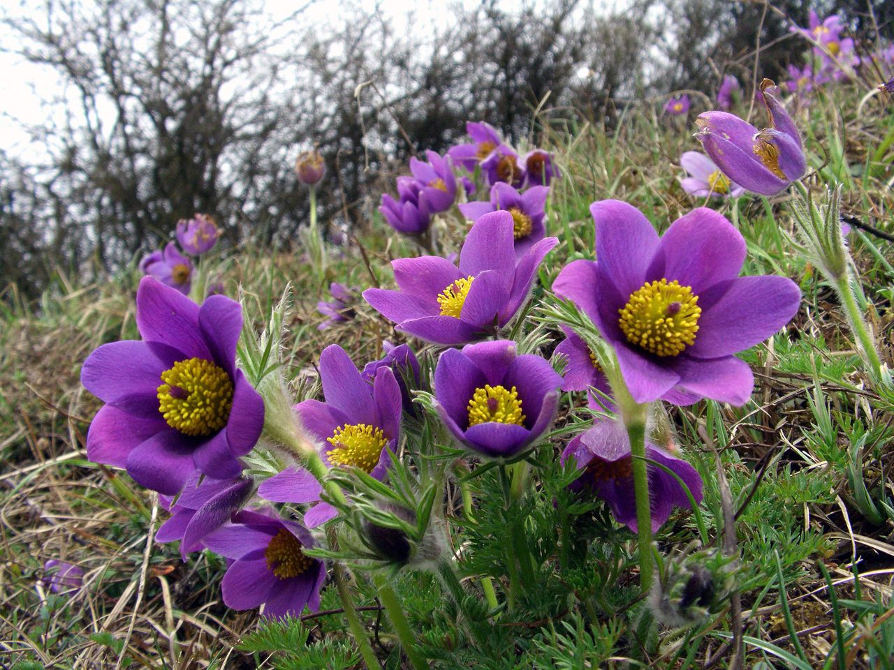 File:Pulsatilla vulgaris Saarland 02.jpg - Wikimedia Commons