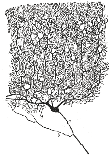 File:Purkinje cell by Cajal.png