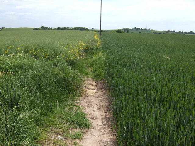 File:Rape and wheat - geograph.org.uk - 441127.jpg