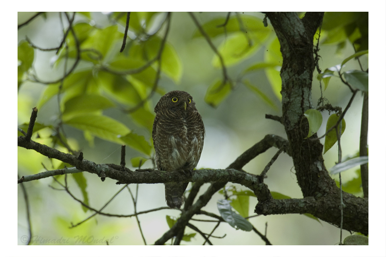 File:Raw25-Dooars DSC0013 Jungle owlet.jpg