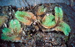 <span class="mw-page-title-main">Ricciaceae</span> Family of liverworts