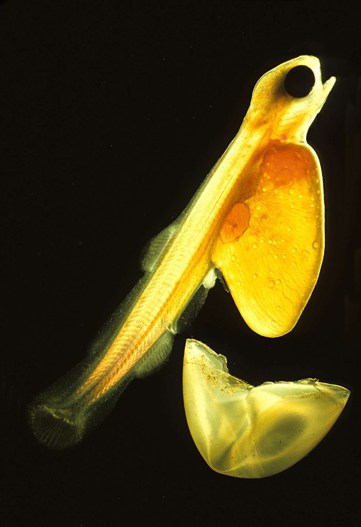 File:Emeus egg and embryo.jpg - Wikipedia