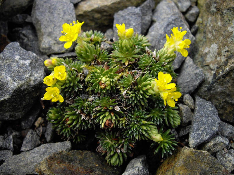 File:Saxifraga ferdinandi-coburgi 1.JPG