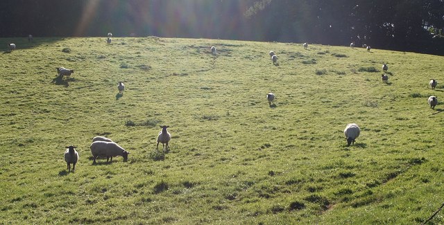 File:Sheep near Pondhayes Farm - geograph.org.uk - 548149.jpg