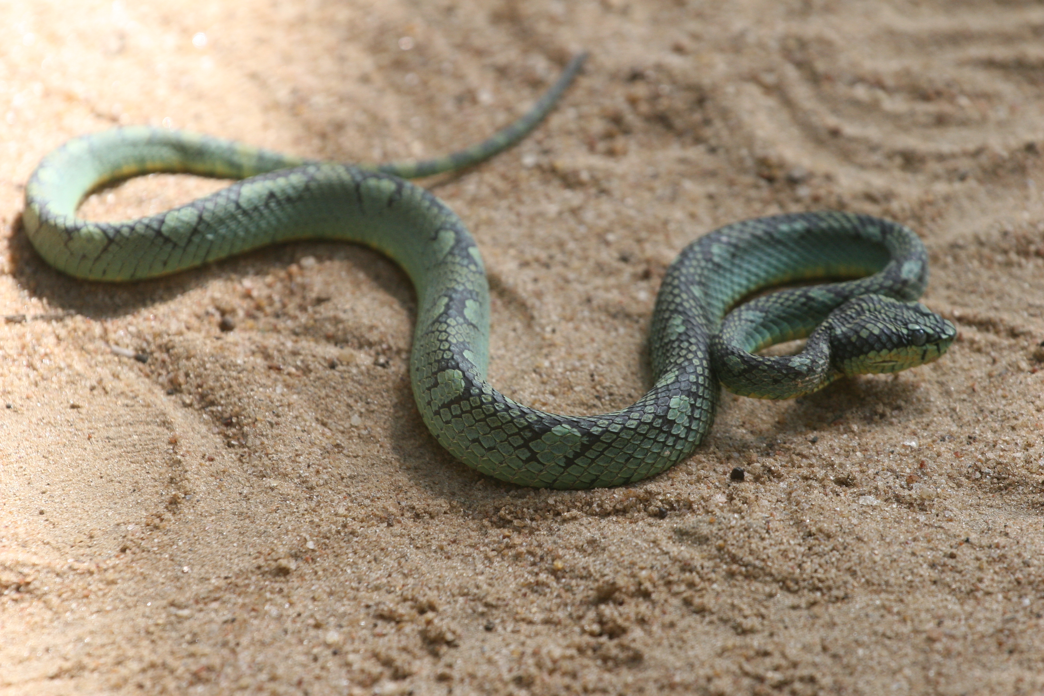 Trimeresurus Trigonocephalus Wikipedia