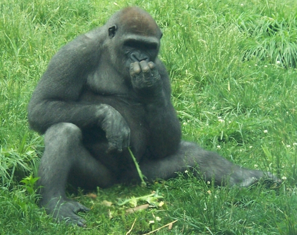 File:WesternLowlandGorilla.jpg