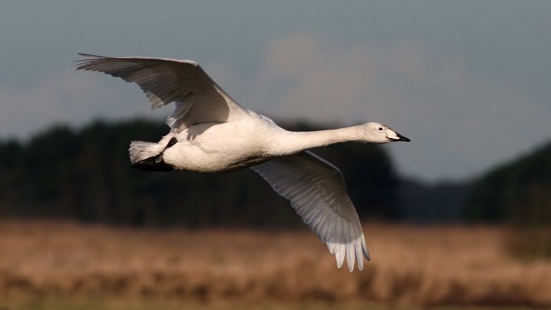 File:Whooper Swan (Cygnus cygnus) (2).jpg