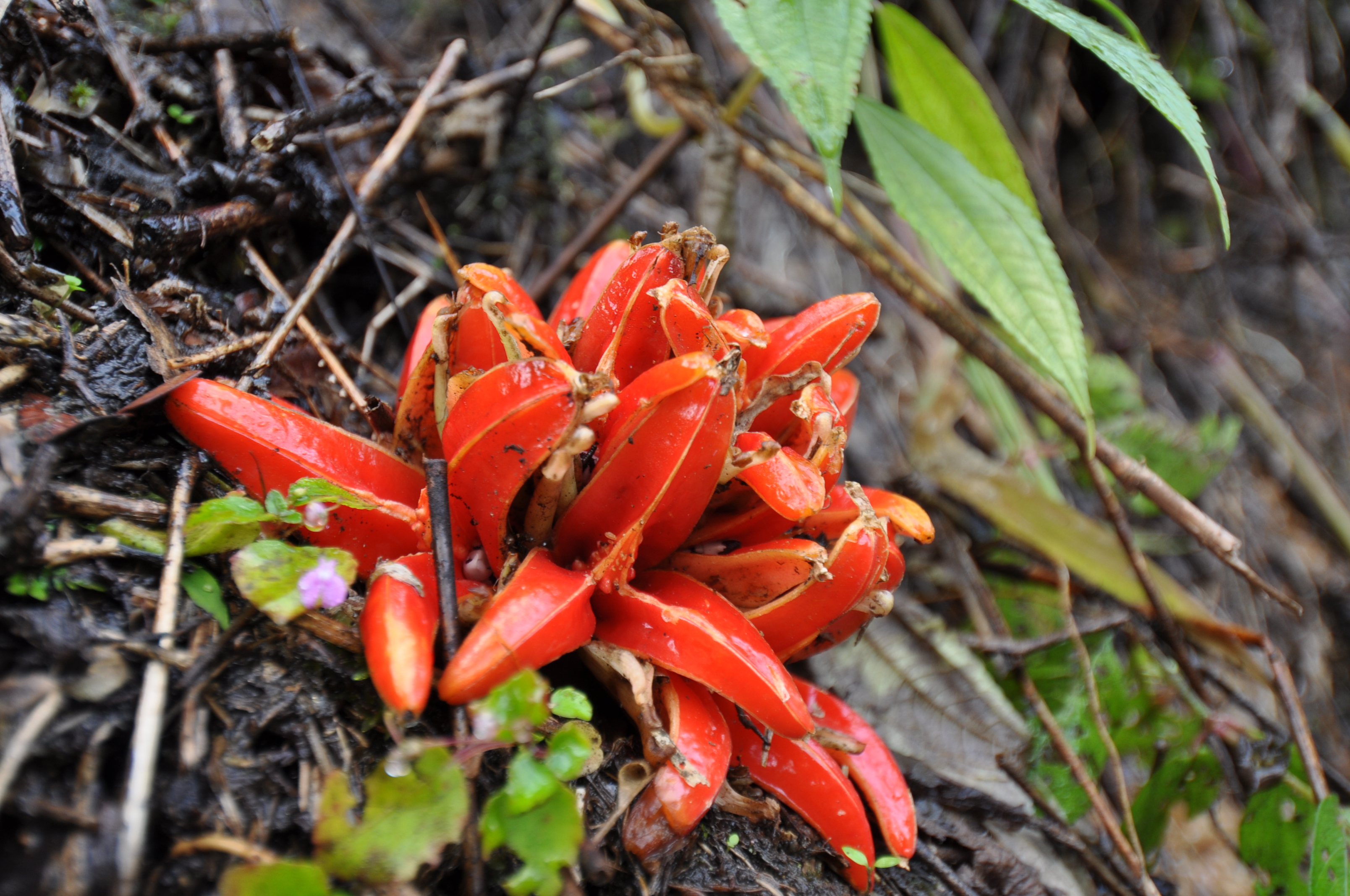Zingiberales. Red plant