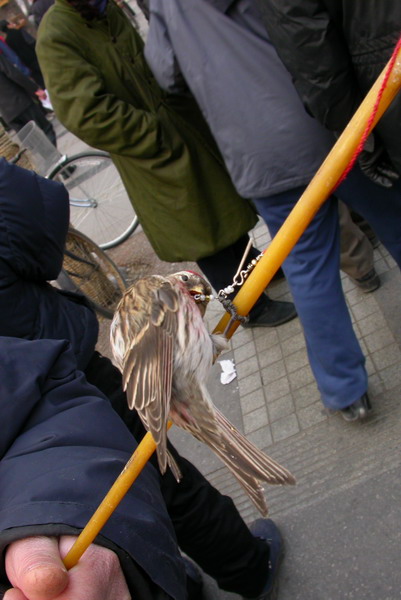 File:Wildbirdmarket.JPG