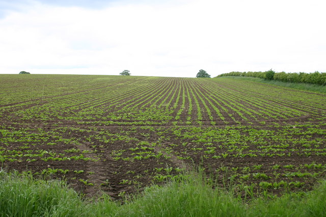 File:Young Crops - geograph.org.uk - 179080.jpg