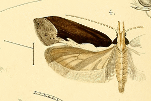 <i>Ypsolopha leuconotella</i> Species of moth