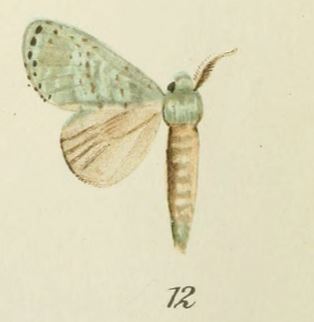 <i>Stauropussa</i> Genus of moths