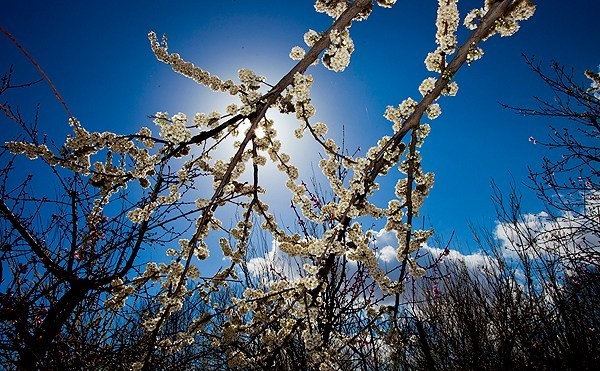 File:2013 Spring blossoms in Isfahan 09.jpg