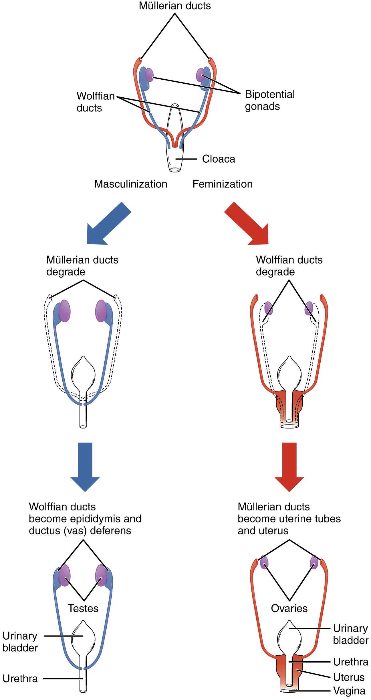 Sexual differentiation - Wikipedia