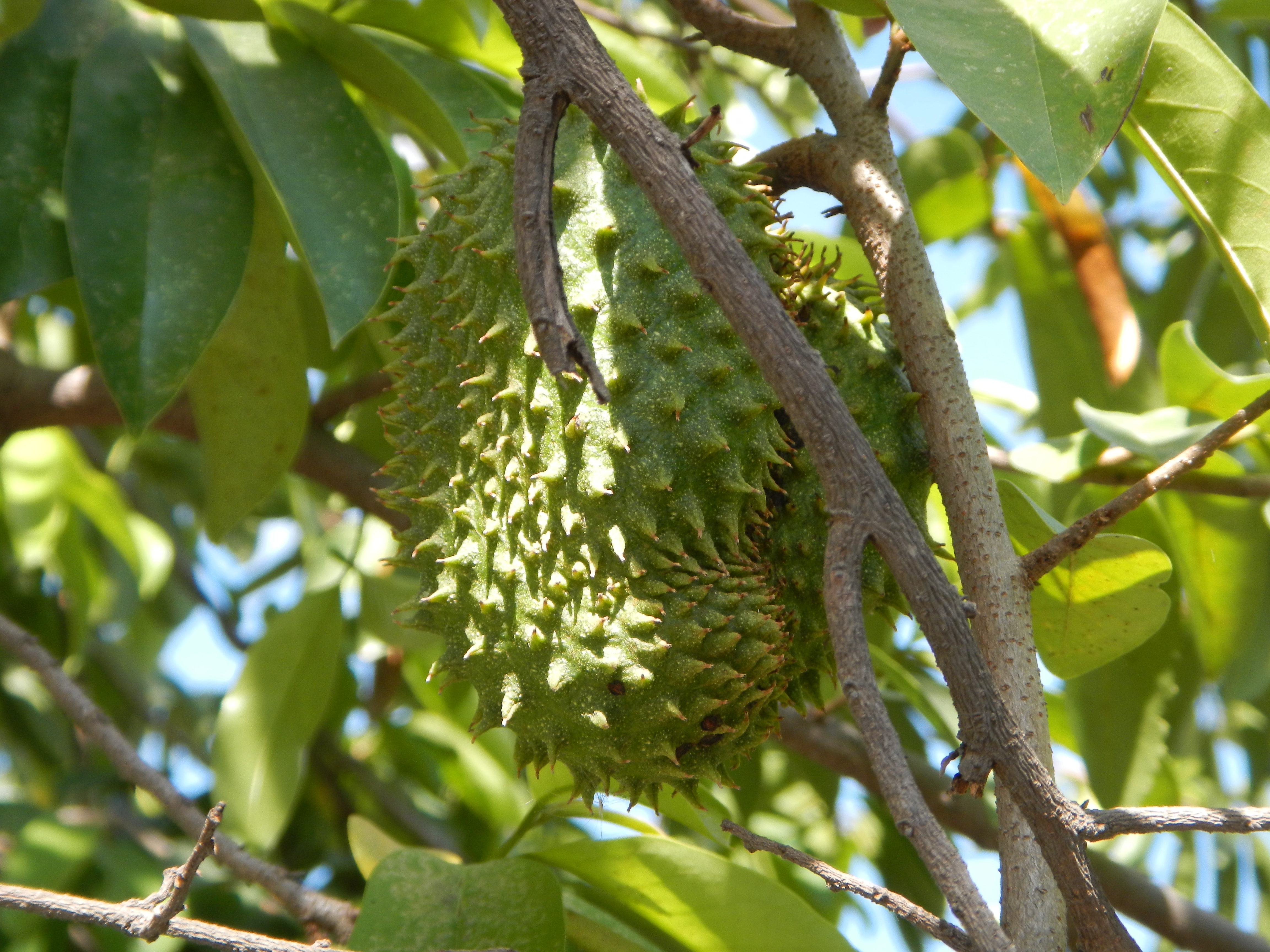 File 3621jfannona Muricata Soursop Guyabano Philippines Pampangafvf 01 Jpg Wikimedia Commons