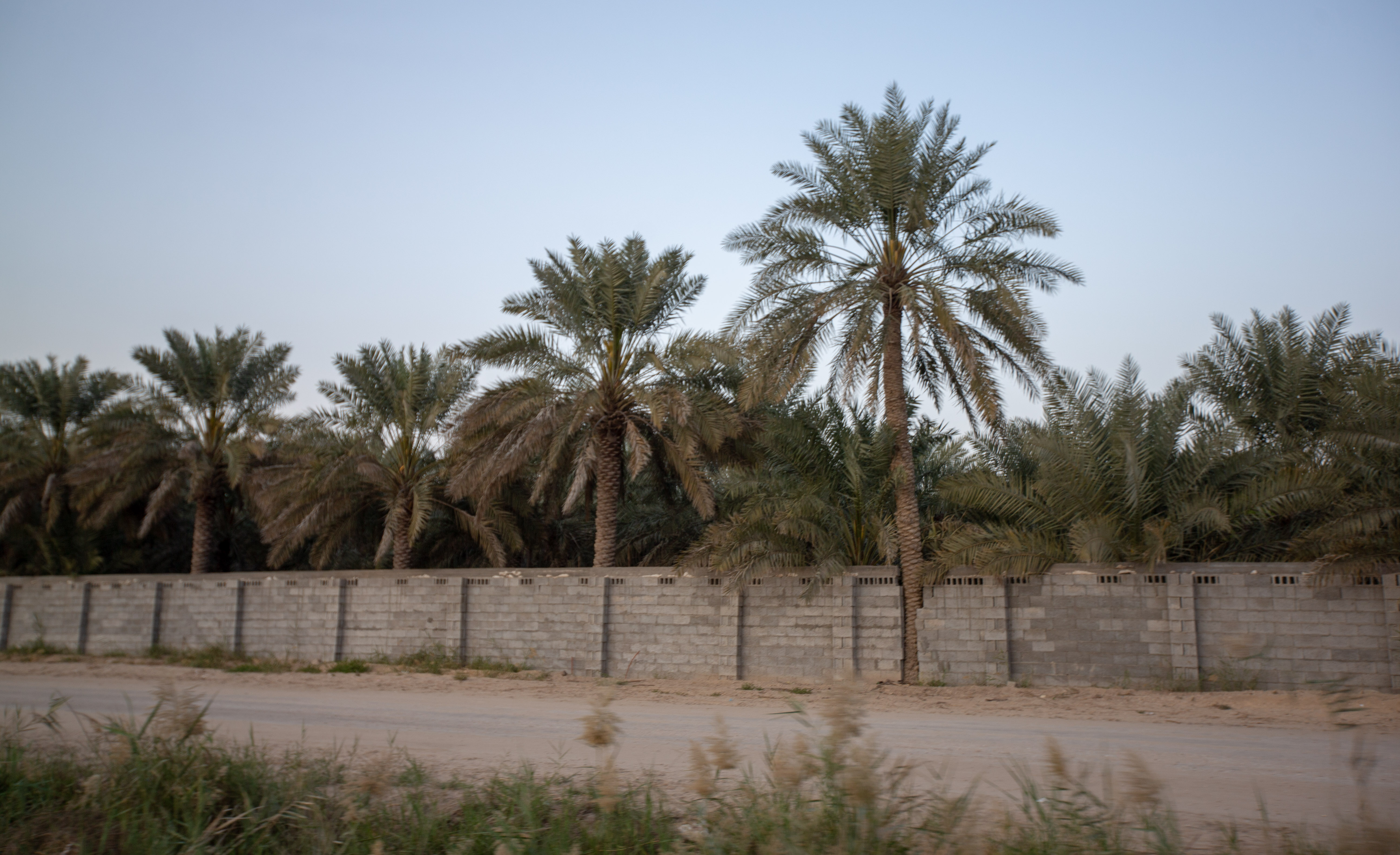 ماهي اكبر واحة نخيل بالعالم