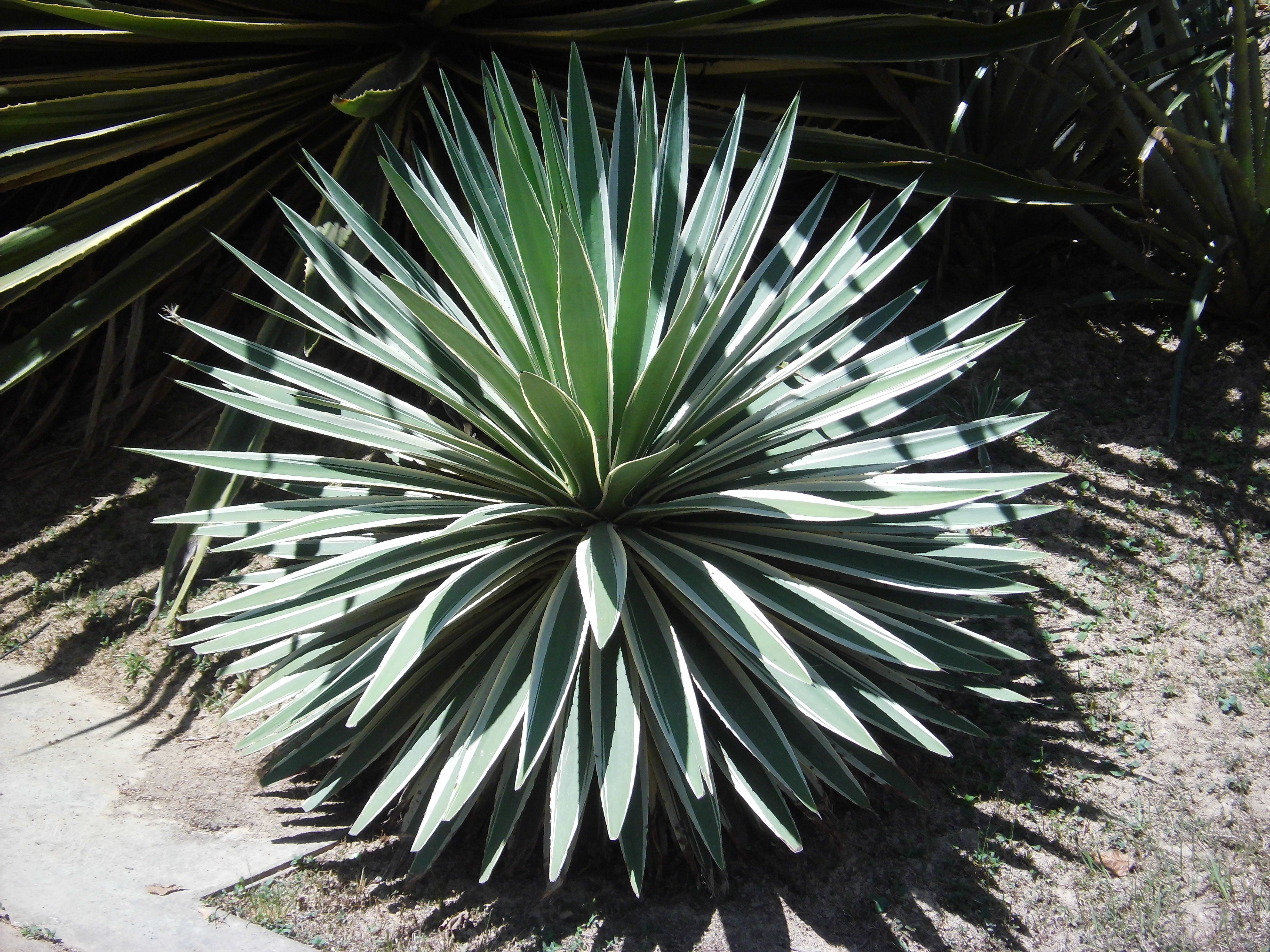  HOA GIEO TỨ TUYỆT - Page 16 Agave_angustifolia_Haw._-_2013_001