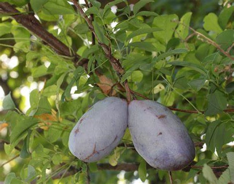 File:Akebia Tri Fruit.jpg