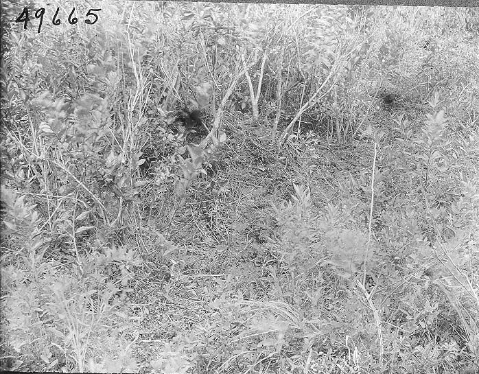 File:Alligator nest among buttonwood bushes (4691408524).jpg