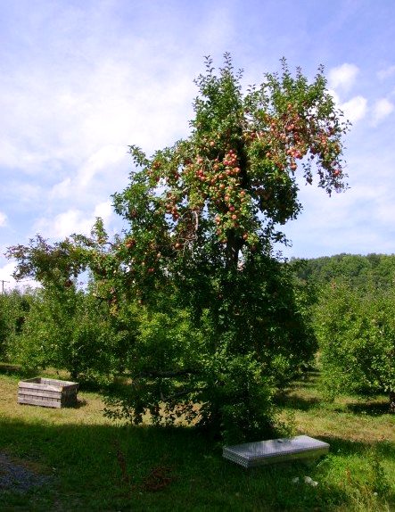 File:Appletree.jpg