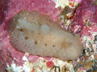 <i>Atagema spongiosa</i> Species of gastropod