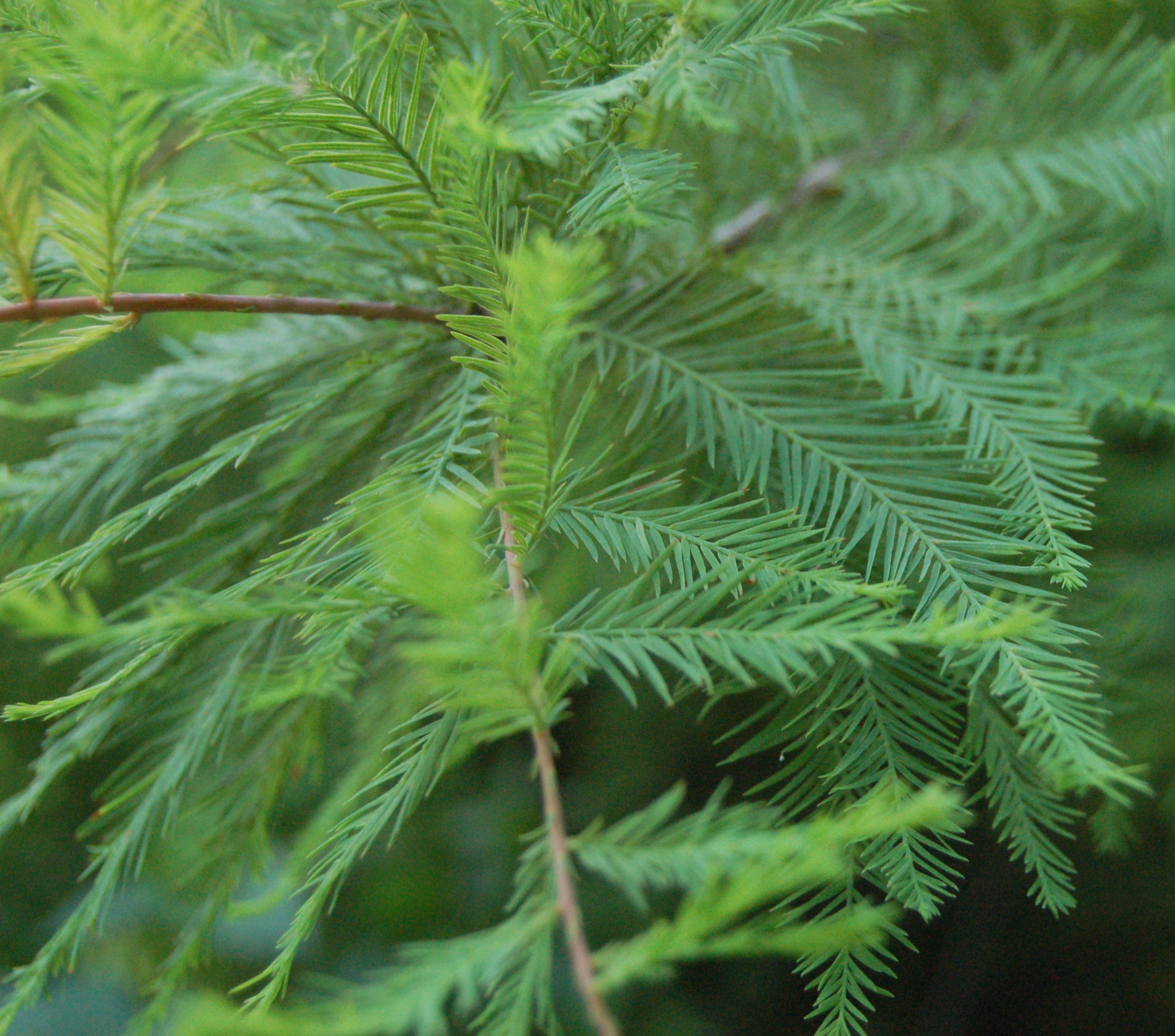 bald cypress tree leaf identification