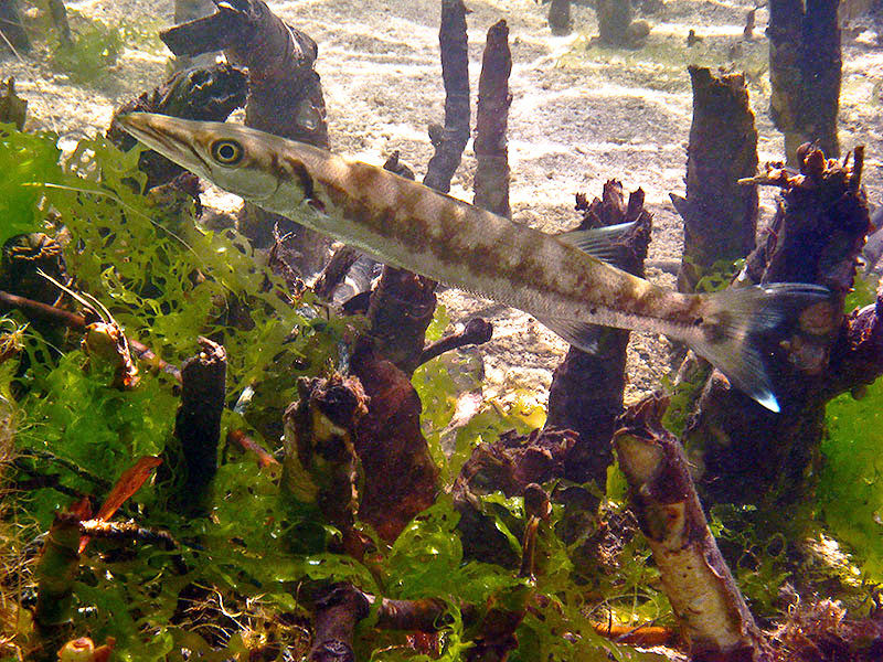 File:Barracuda Sphyraena jello.jpg